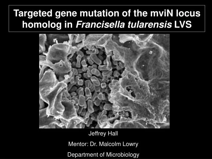 targeted gene mutation of the mvin locus homolog in francisella tularensis lvs