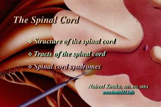 The Spinal Cord  Structure of the spinal cord Tracts of the spinal cord Spinal cord syndromes