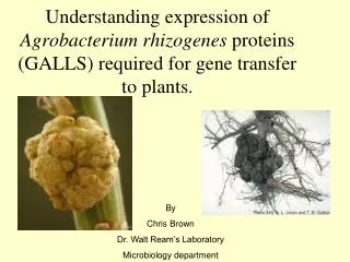 Understanding expression of Agrobacterium rhizogenes proteins (GALLS) required for gene transfer to plants.