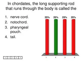 In chordates, the long supporting rod that runs through the body is called the