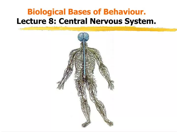 biological bases of behaviour lecture 8 central nervous system