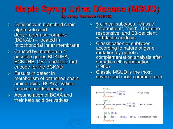 maple syrup urine disease msud by jenny morrison 836445