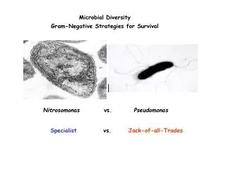 Microbial Diversity Gram-Negative Strategies for Survival