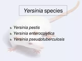 Yersinia species