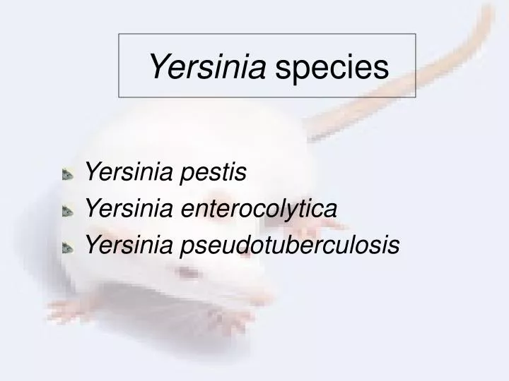 yersinia species