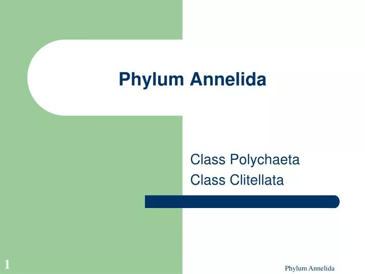 phylum annelida