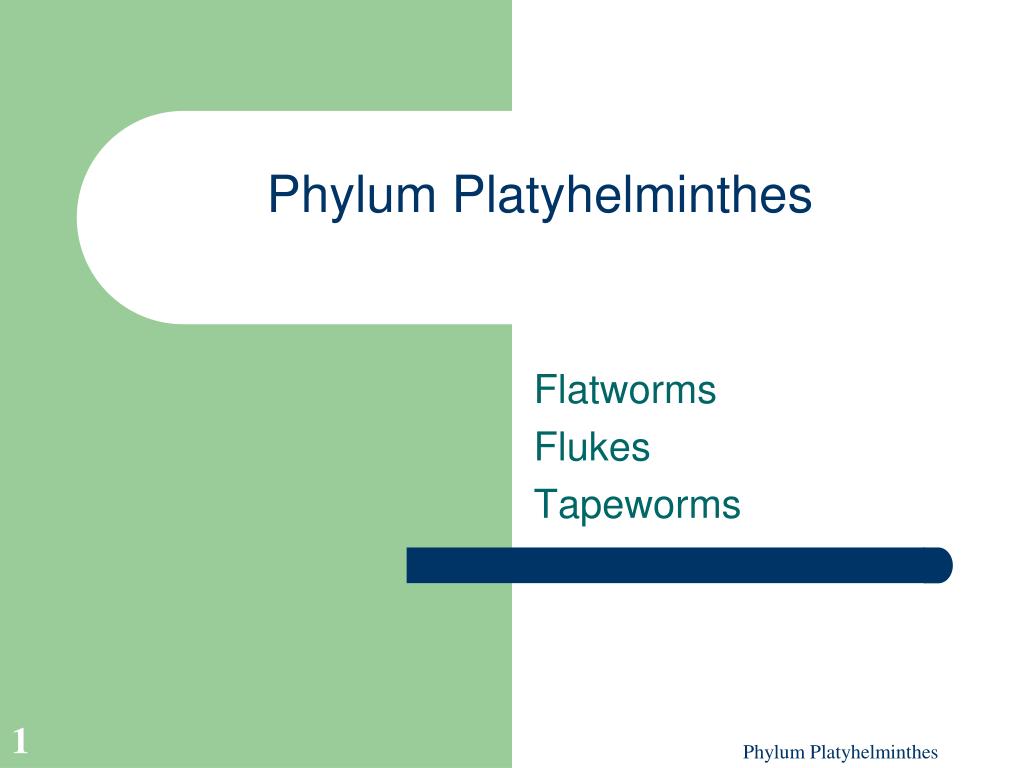 PPT - Phylum Platyhelminthes PowerPoint Presentation, free download ...