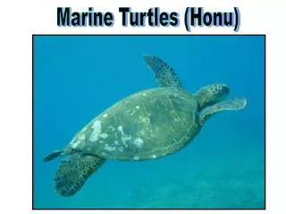 Marine Turtles (Honu)
