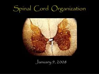 Spinal Cord Organization