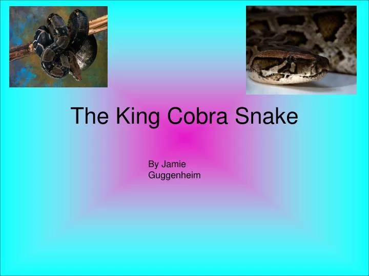 the king cobra snake