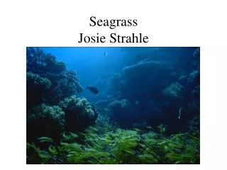Seagrass Josie Strahle