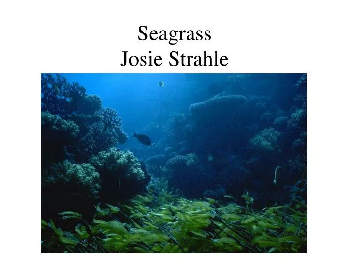 seagrass josie strahle