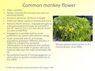 Common monkey-flower