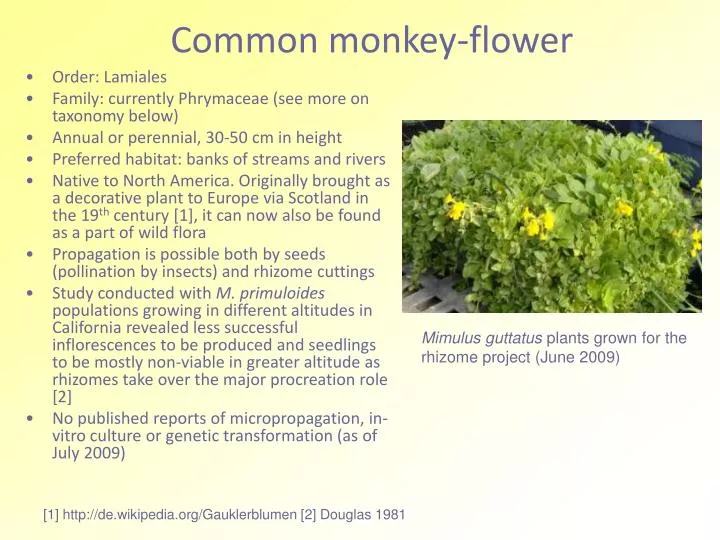 common monkey flower