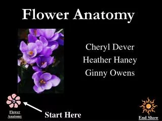 Flower Anatomy