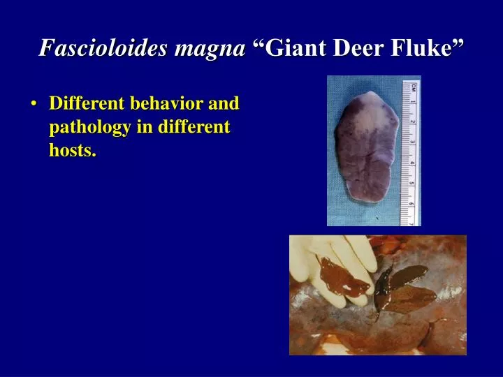 fascioloides magna giant deer fluke