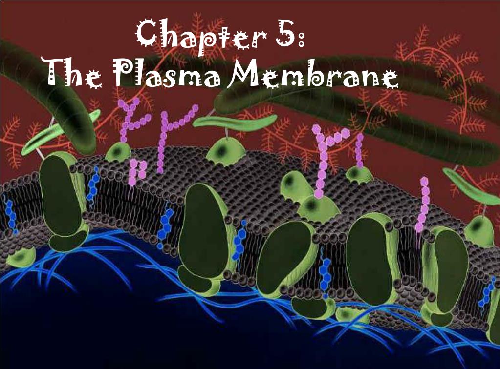 PPT - Chapter 5: The Plasma Membrane PowerPoint Presentation, free ...