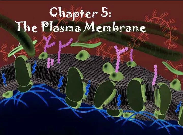 chapter 5 the plasma membrane