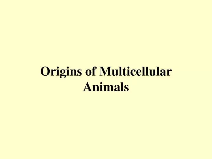 origins of multicellular animals