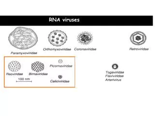 RNA viruses