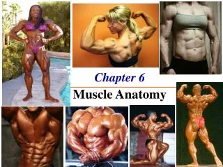 chapter 6 the muscle anatomy