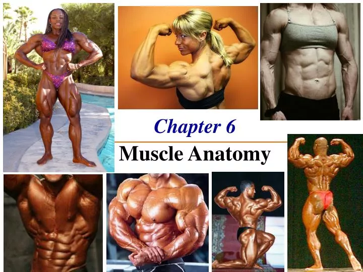 chapter 6 the muscle anatomy