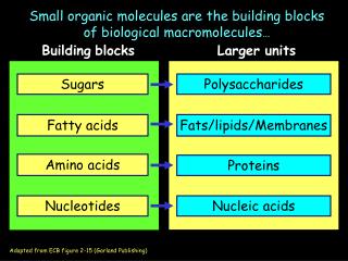 Small organic molecules are the building blocks of biological macromolecules …