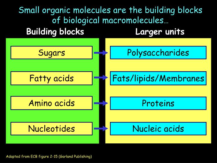 small organic molecules are the building blocks of biological macromolecules