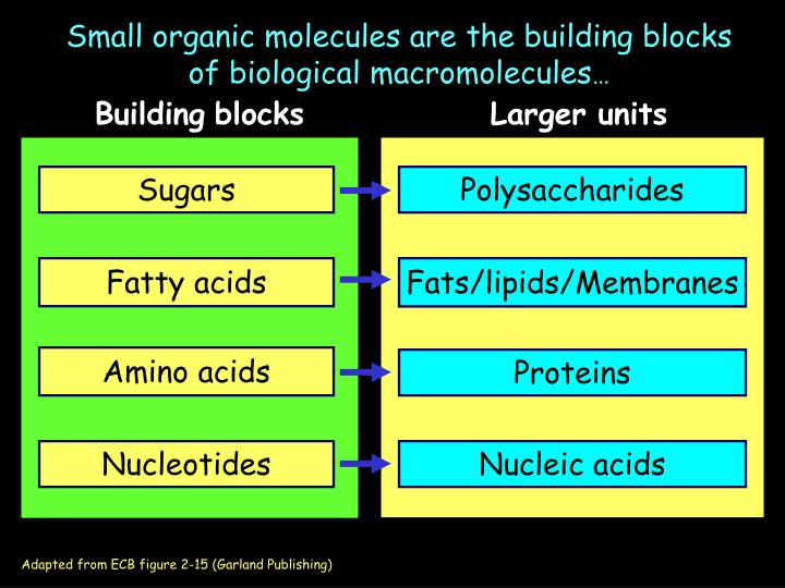 ppt-small-organic-molecules-are-the-building-blocks-of-biological