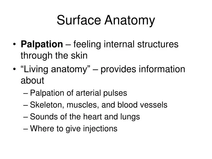 surface anatomy