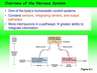 Overview of the Nervous System