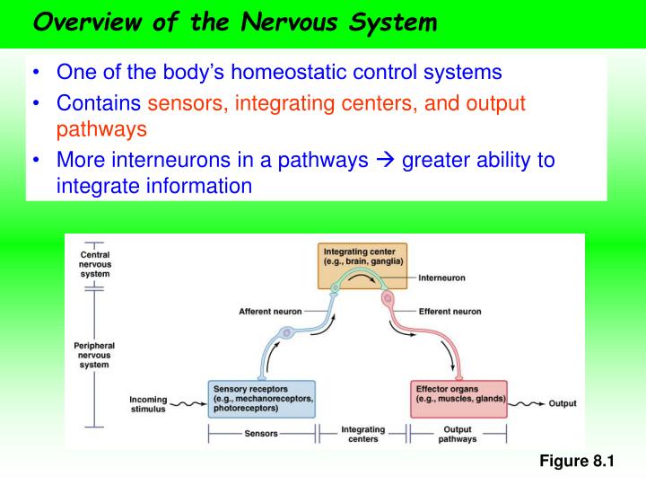 overview of the nervous system