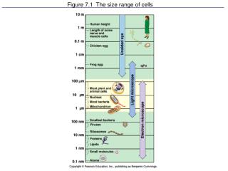 figure 7 1 the size range of cells