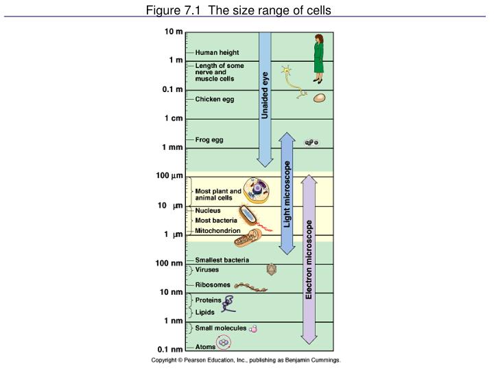 figure 7 1 the size range of cells
