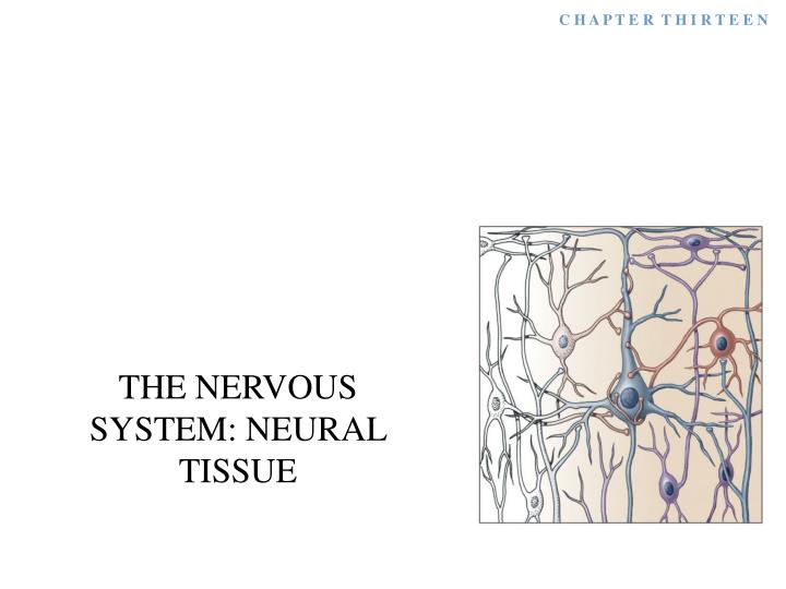 the nervous system neural tissue