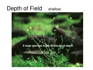 Depth of Field shallow: