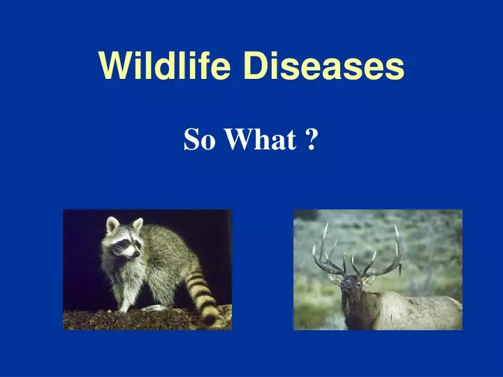 wildlife diseases
