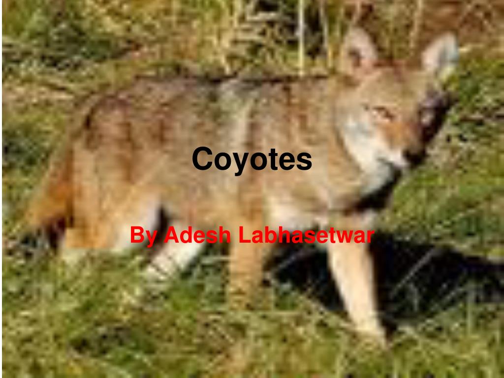 PPT - Coyotes PowerPoint Presentation, free download - ID:340520