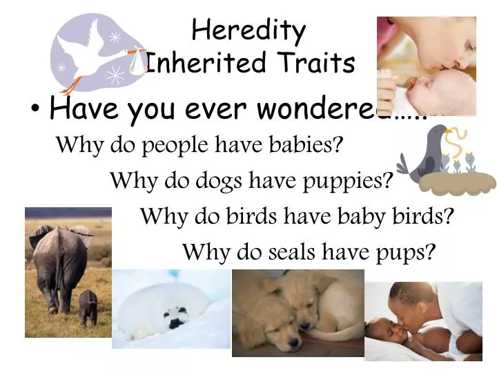 heredity inherited traits