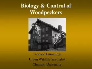 Biology &amp; Control of Woodpeckers