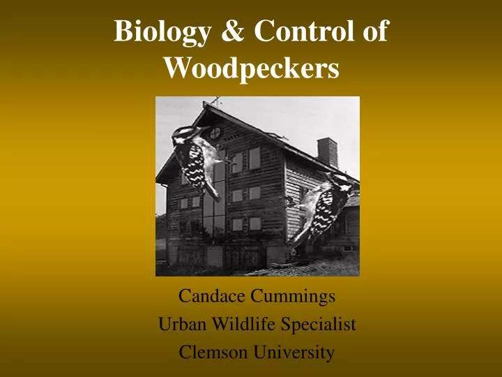 biology control of woodpeckers