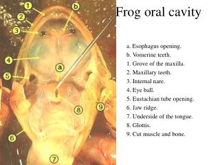 Frog oral cavity