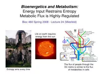 Bioenergetics and Metabolism: Energy Input Restrains Entropy Metabolic Flux is Highly-Regulated