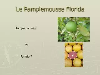 le pamplemousse florida