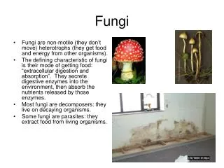 Fungi