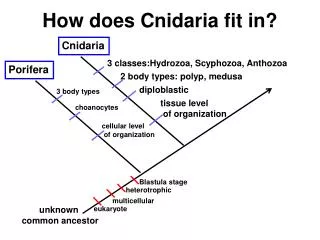 How does Cnidaria fit in?