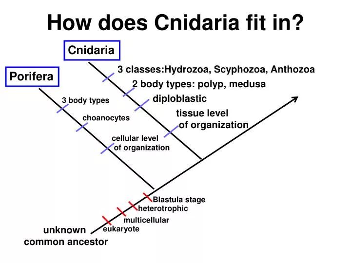 how does cnidaria fit in