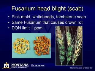 Fusarium head blight (scab)
