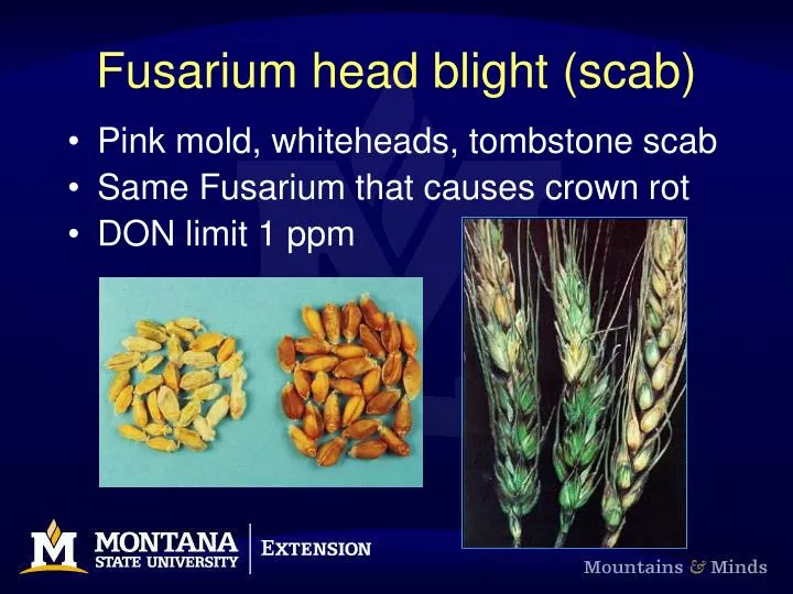 fusarium head blight scab