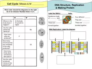 Cell Cycle : Mitosis &amp; M